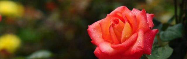玫瑰花的不同朵数代表意义（玫瑰花朵数与情感的象征）