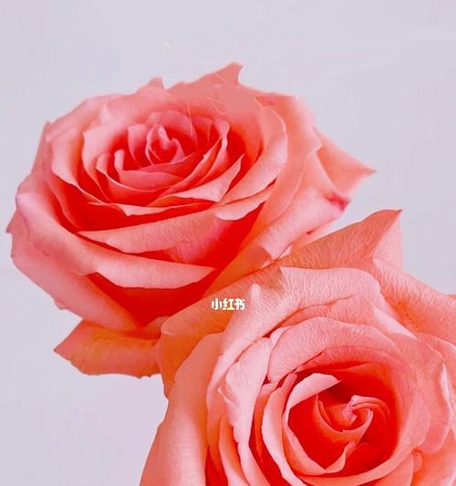 玫瑰花颜色的隐含含义（解读不同颜色的玫瑰花所代表的情感与寓意）