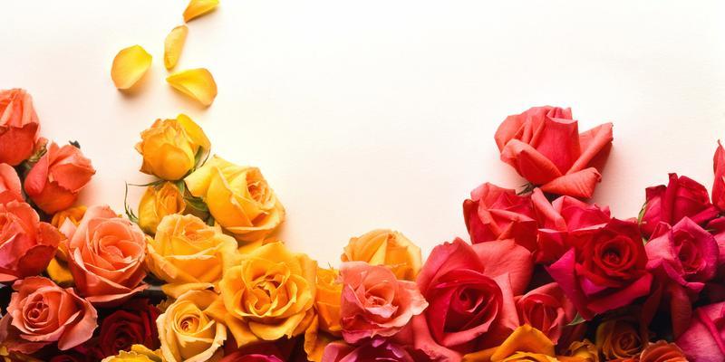 玫瑰花的含义与色彩（不同颜色玫瑰花的含义及象征意义）