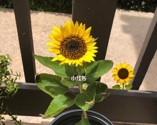向日葵的开花周期（了解向日葵开花的时间和频率，让你更好地照顾它们）