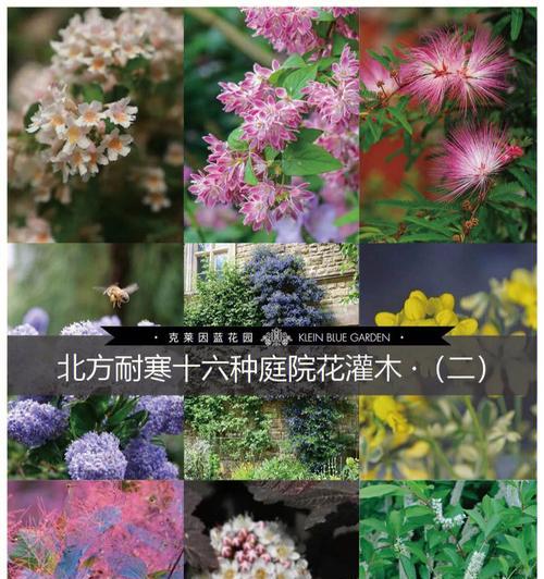 打造美丽庭院的花卉选择（如何选择适合庭院的花卉品种）