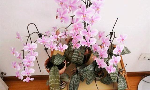 如何正确施肥蝴蝶兰