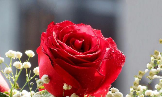 彩色玫瑰的花语（七种彩色玫瑰的意义和象征）