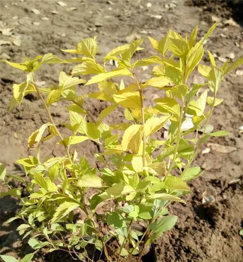 金山绣线菊的养殖方法详解（科学养护，花期更长）