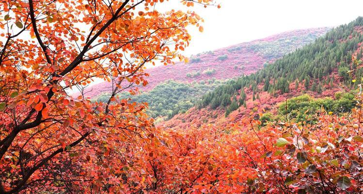 秋日枫叶的魅力（观赏枫叶，享受秋季美景）