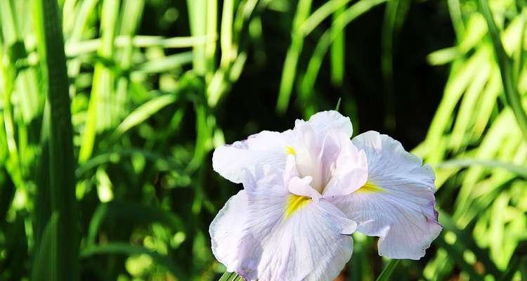 菖蒲花语与象征意义的探究（探索菖蒲花的文化内涵与传承）