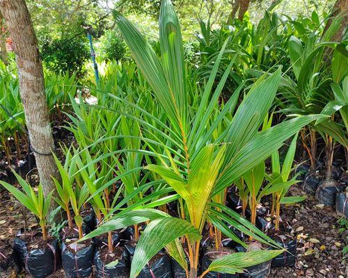 椰子树盆栽养护全攻略（椰子树盆栽好养吗？如何科学养护？）
