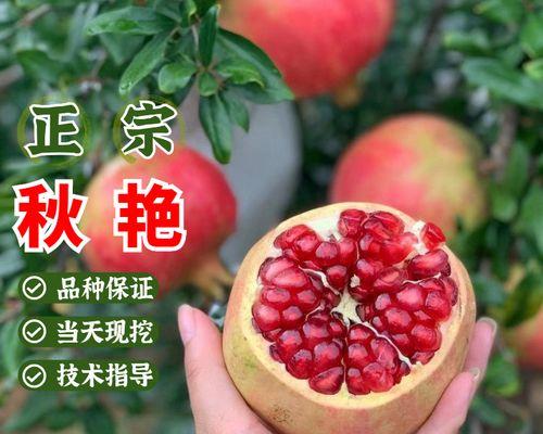 如何种植石榴（石榴种植，让你收获满满）