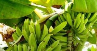 芭蕉的种植与养殖方法（掌握种植技巧，让芭蕉茁壮成长）