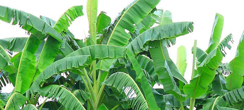芭蕉的种植与养殖方法（掌握种植技巧，让芭蕉茁壮成长）