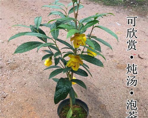 金花茶的种植与养护（从种植到采摘，掌握金花茶的养护技巧）