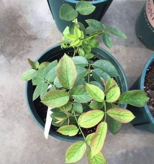 月季花烂根的应对方法（怎么拯救烂根月季花？如何避免月季花烂根？）