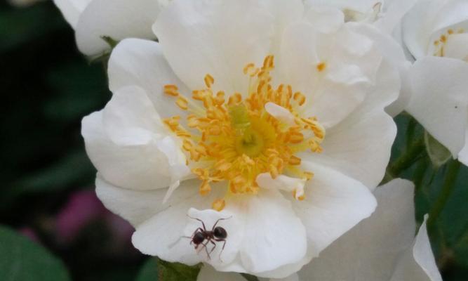 春季蔷薇花防虫指南（如何有效防治蔷薇花的害虫？）