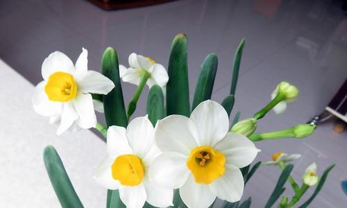 纯白水仙花的花语与意义（揭开纯白水仙花背后的寓意与象征）