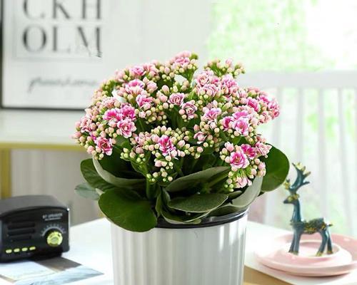 家居室内盆栽花卉（打造美丽舒适的家居空间，让生活更加精彩）