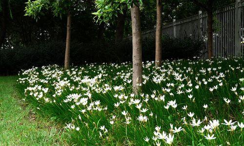 葱兰花（青春之花，含苞待放的坚定决心）