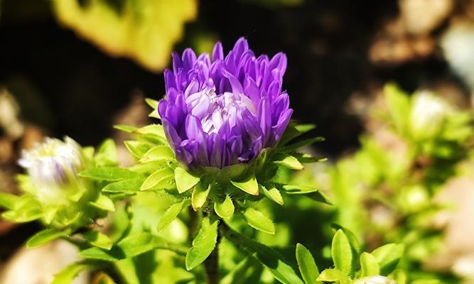 翠菊花语的含义（传递希望与坚韧）