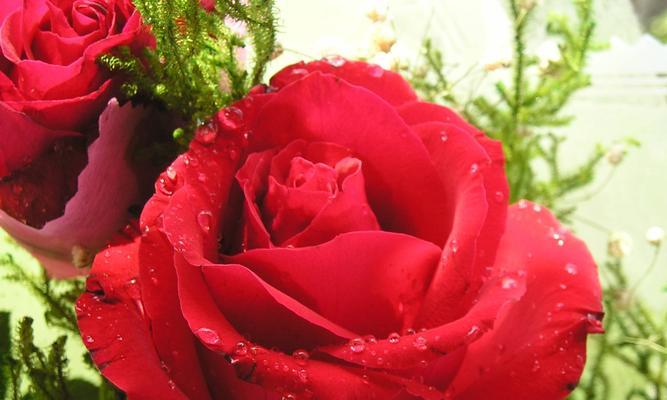 大红色玫瑰的花语（献给心爱之人的鲜艳表达）