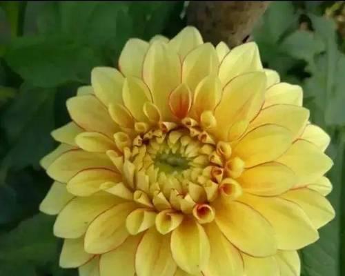 大丽花的花语意义（美丽、繁荣、永恒）