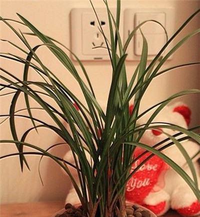 如何水养兰花（兰花养护方法，让你轻松拥有美丽的兰花）