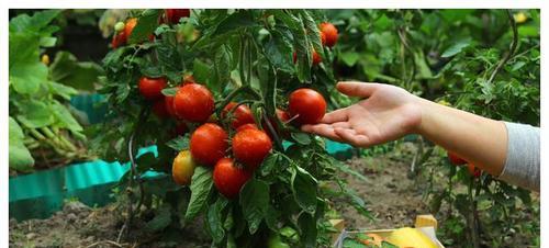 西红柿的种植和管理（从选择品种到病虫害防治，一本全攻略）