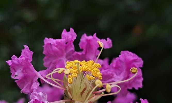 友谊之花（以花为媒，留住友谊的美好瞬间）