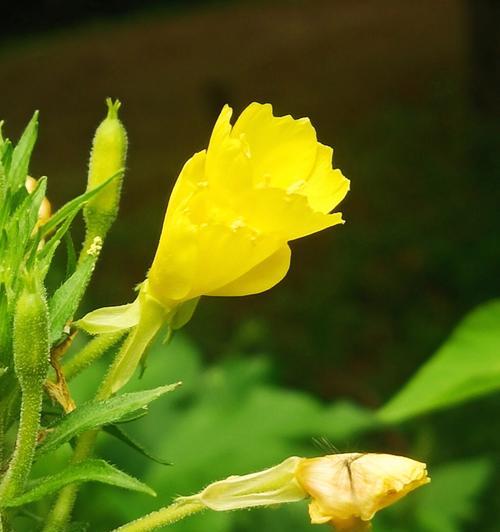 待霄草花语（以待霄草花语传递生命的坚韧与美丽）