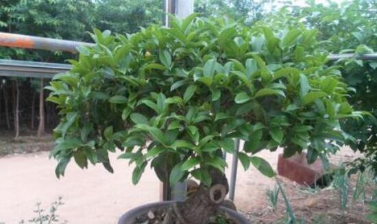 盆栽桂花的养殖秘籍（掌握关键技巧，打造高品质桂花盆栽）