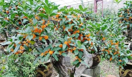 盆栽桂花的养殖秘籍（掌握关键技巧，打造高品质桂花盆栽）