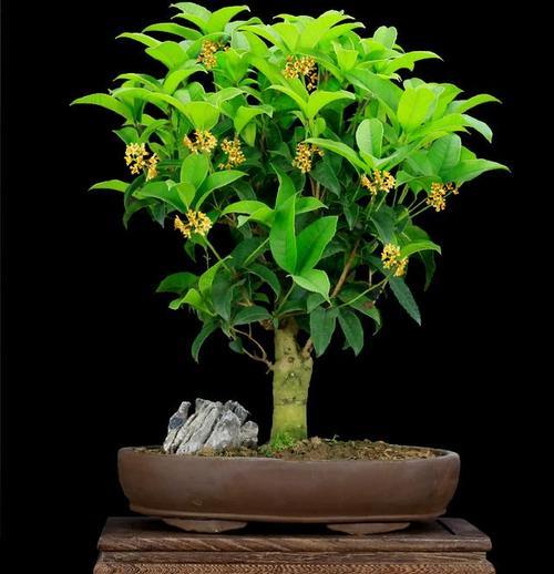 盆栽桂花的养殖秘籍（掌握关键技巧，打造高品质桂花盆栽）