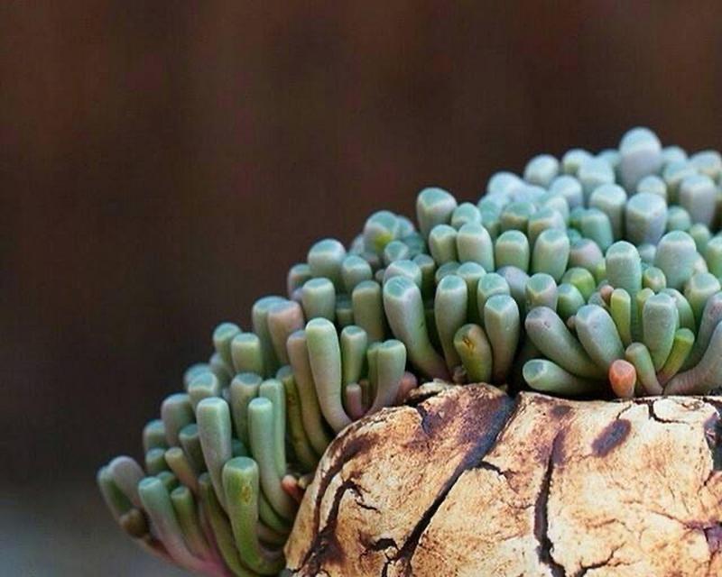 多肉植物种植全攻略（从选材到养护，打造美丽多肉盆栽）