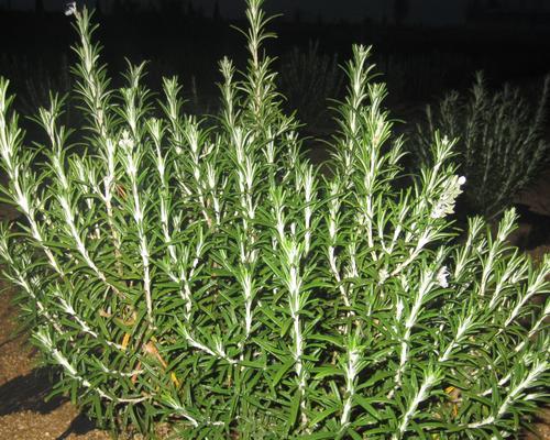 迷迭香的种植与养护（轻松打造私家花园，从迷迭香开始）