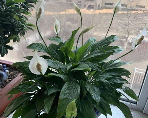 白鹤芋的种植与养护（从选购到护理，教你轻松养出美丽白鹤芋）