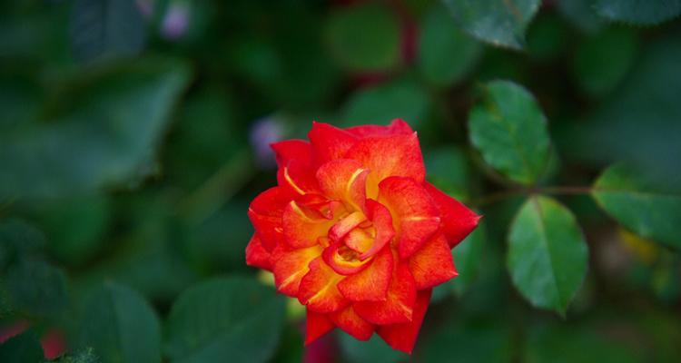 春天的花世界（探秘春日花海中的花卉奇观）