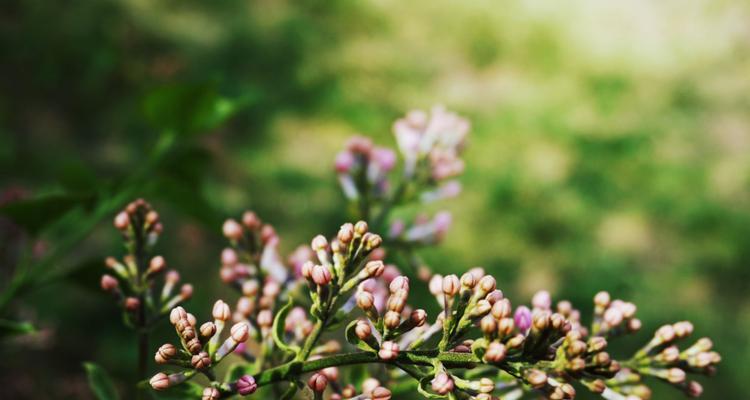 丁香花的花语和寓意（探寻丁香花的象征意义）