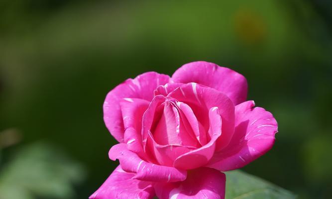 五月花园种植指南（让你的花园在五月绽放美丽）
