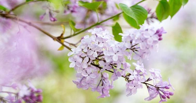 丁香花的花语与寓意（追寻丁香花的神秘密码，解读花语与寓意）