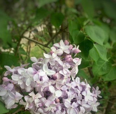 丁香花的花语与寓意（追寻丁香花的神秘密码，解读花语与寓意）