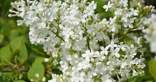 丁香花的花语与寓意（追寻丁香花的神秘密码，解读花语与寓意）