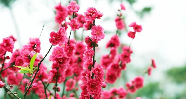 桃花（探究桃花在文化中的象征意义）