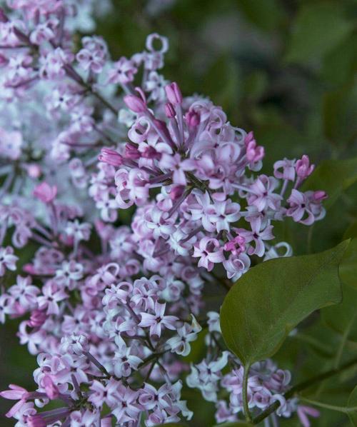 丁香花语（用丁香花描绘生命的绽放与成长）