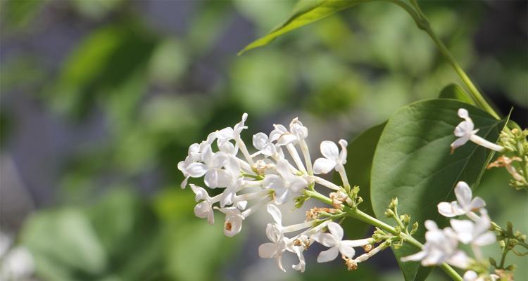 丁香花的寓意与象征意义（丁香花的神秘、浪漫与希望）