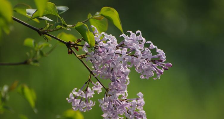 丁香花的寓意与象征意义（丁香花的神秘、浪漫与希望）