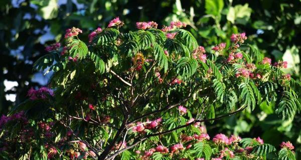 合欢花养殖中的虫害防治（了解虫害类型，防患于未然）