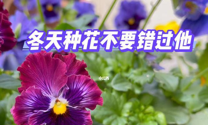 冬季花卉的美丽盛宴（揭秘冬季养殖的花卉之谜）