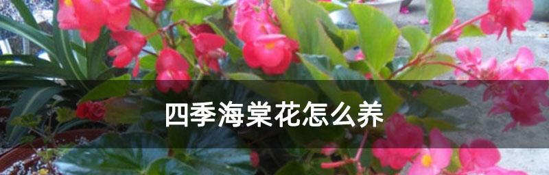 夏季四季海棠养护指南（打造美丽庭院的秘诀，夏日四季海棠的养护技巧）