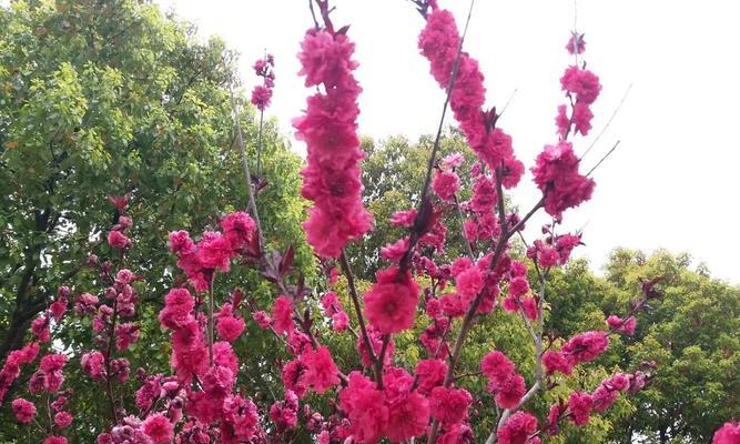 迷恋樱花，相思无数（品味冬樱花、重瓣樱花和樱花草的情感寄托）