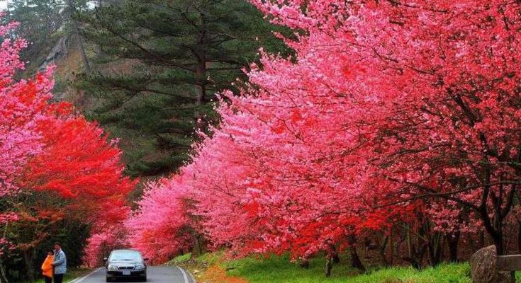 迷恋樱花，相思无数（品味冬樱花、重瓣樱花和樱花草的情感寄托）