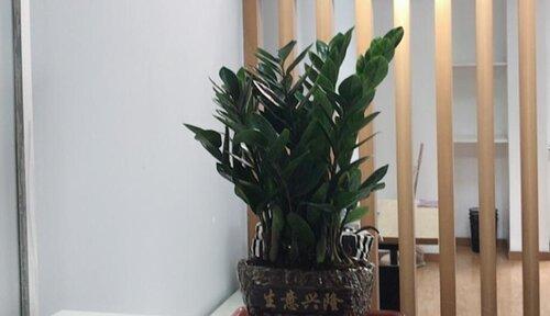 如何养护摇钱树（养护技巧、方法和注意事项）