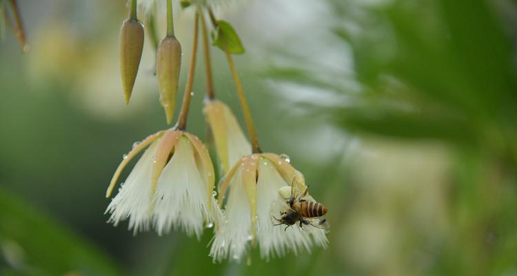 杜英花的花语及其象征意义（探索杜英花的美丽花语，展示其独特的象征意义）